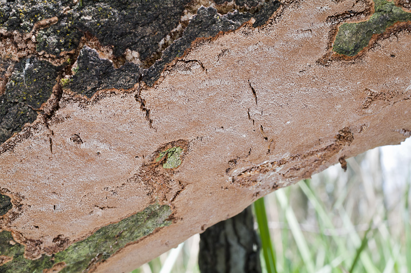 Phellinus contiguus